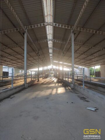 4-İZMİR DİKİLİ BAHÇELİ MAHALLESİNDE DENİZE 3. PARSEL 48.000 M2 İÇERİSİNDE KURULU 4000 BÜYÜKBAŞLIK RUHSATLI ÇİFTLİK